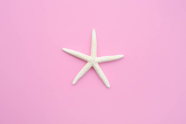 istock close up of starfish 961162270