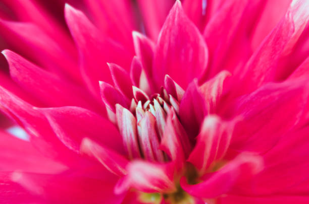 istock Full Frame Shot Of Pink Flower 961163062