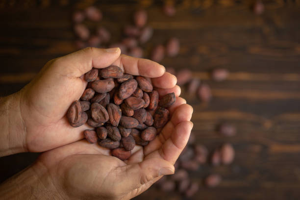 istock Cocoa beans in hand on old natural wooden background 961166450