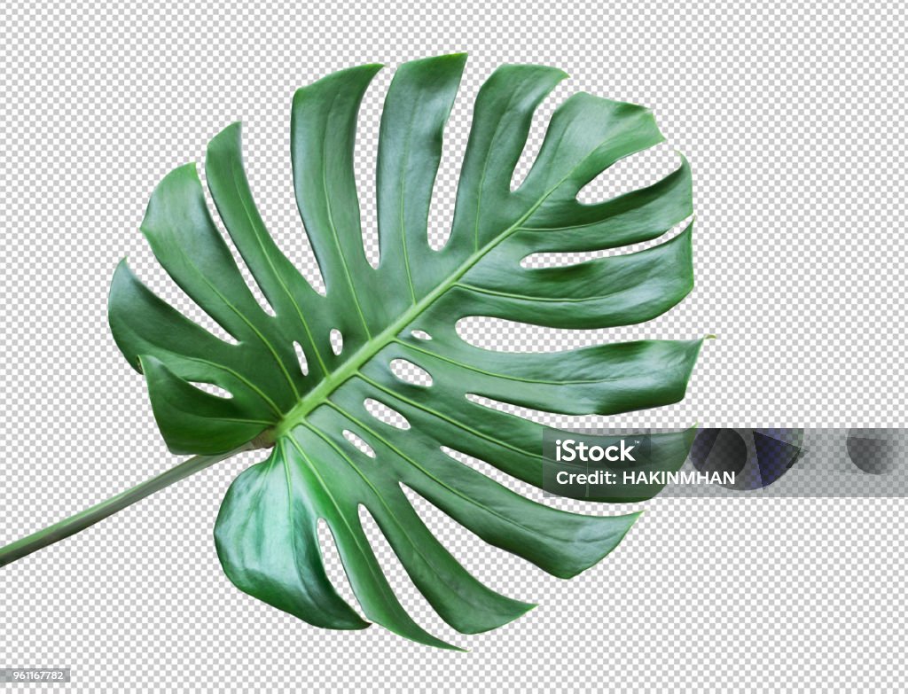 Monstera lässt auf weißem Hintergrund. Tropisch, botanische Begriffe ideas.flat lay.clipping Naturlehrpfad - Lizenzfrei Blatt - Pflanzenbestandteile Stock-Foto