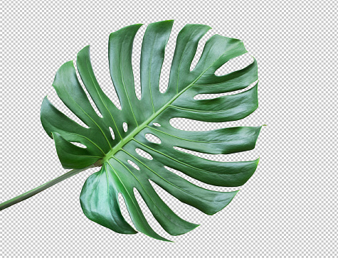 Monstera hojas sobre fondo blanco. Trayectoria de lay.clipping de ideas.flat de conceptos de naturaleza tropical, Botánico photo