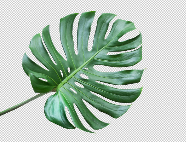 monstera leaves on white background.tropical,botanical nature concepts ideas.flat lay.clipping path - close up directly above holiday nobody imagens e fotografias de stock