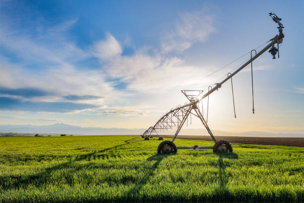 Irrigation sprinkler at Sunset Bright sunshine highlights the irrigation sprinkler and green farmland with the rocky mountains and blue sky beyond irrigation equipment photos stock pictures, royalty-free photos & images