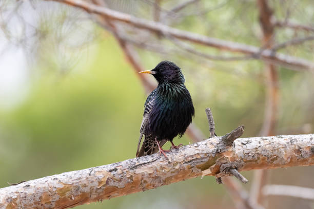 istock Ordinary starling. Sturnus vulgaris. 961171836
