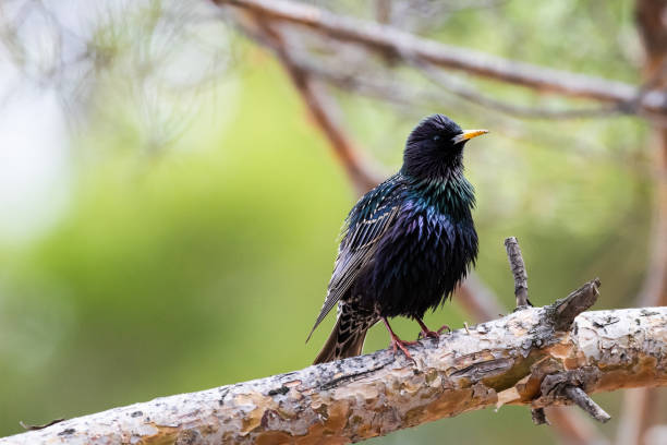 istock Ordinary starling. Sturnus vulgaris. 961171858