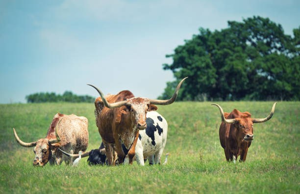 texas longhorn pacage dans les pâturages de printemps - texas longhorn cattle photos et images de collection