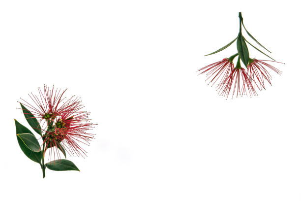 closeup of red pohutukawa tree flowers in bloom on white background