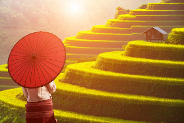 istock Traveller in rice field terrace Mu Cang Chai 961182704