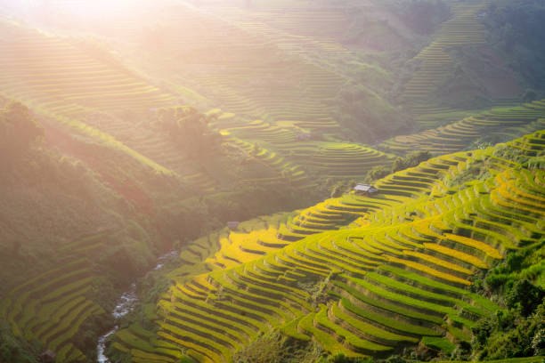 istock Vietnam Mu Cang Chai Beautiful rice field 961182768