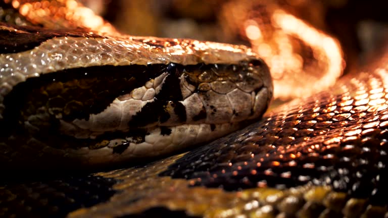 110+ Tigerpython - Lizenzfreie 4K- und HD Stock Videos - iStock