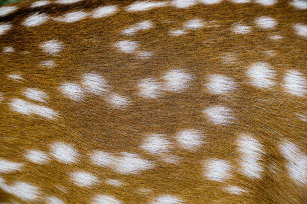 close up texture of spotted deer skin