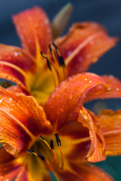 istock Orange lily flowers 961187884