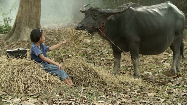 Asian girl feeding dry grass to her buffalo at countryside, Countryside Lifestyle concept.