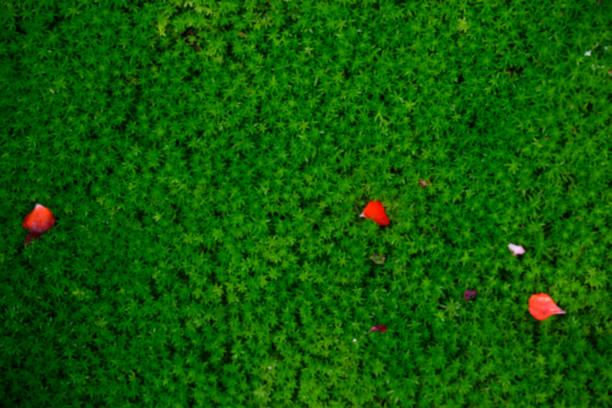 High angle view and defocused of small leaf with red petal texture background.