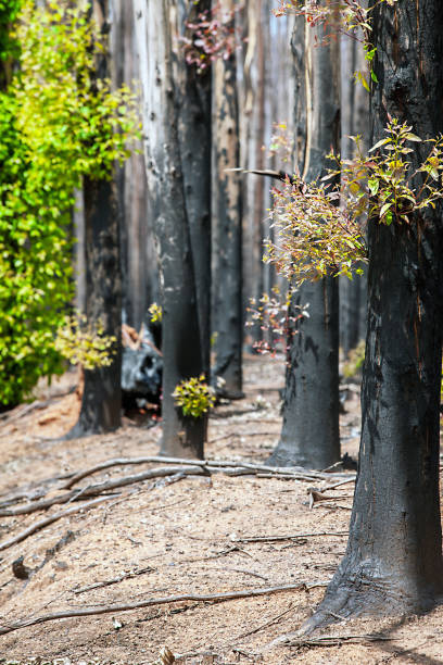 istock After a forest fire in South Africa 961195752