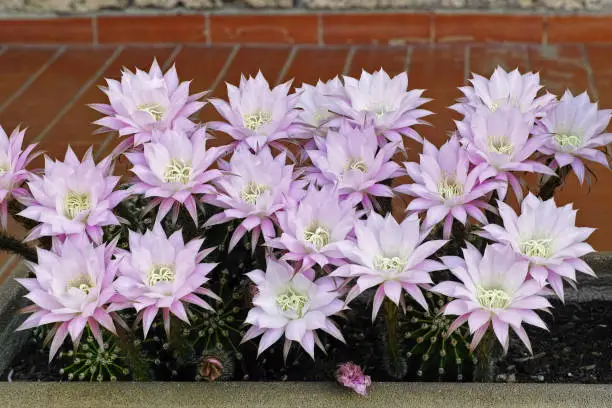 Photo of easter lily cactus in full blooming