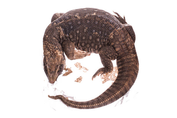 istock Savannah Monitor Lizard On white background 961200944