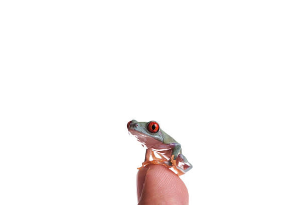istock Baby Red Eyed Tree Frog on finger isolated white background 961201218