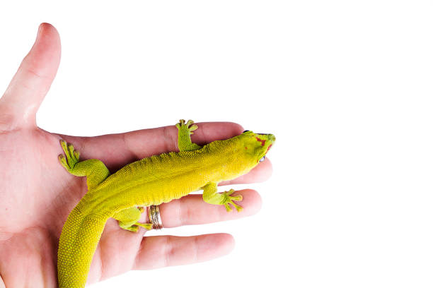istock Madagascar Day Gecko on hand isolated white background 961201400