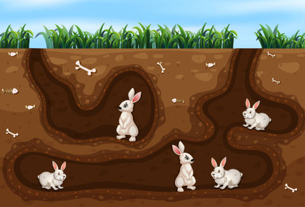 Rabbit Family Living In The Hole Stock Illustration - Download Image Now -  Animal Den, Rabbit - Animal, Hole - iStock