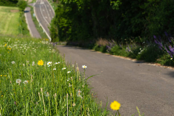 istock bikeway next to road with spring nature 961207494
