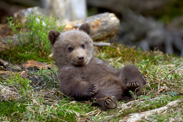 oso salvaje cub closeup - winnie the pooh fotografías e imágenes de stock