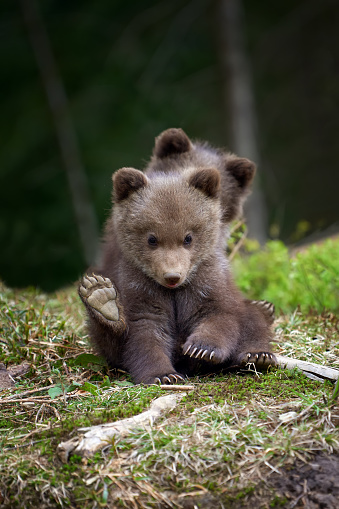 Distant view of one grizzly bear cub (Ursus arctos horribilis), looking off to it's side.  Background is deep bokeh.\n\nTaken in Denali National Park, Alaska, USA.