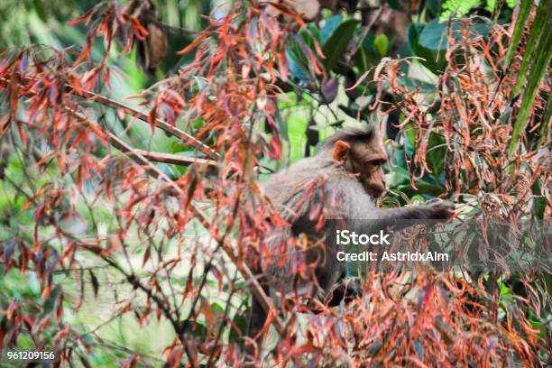 Affe Stockfoto und mehr Bilder von Baum - Baum, Fotografie, Horizontal