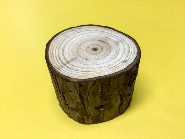 istock Log Wood isolated on a yellow background 961218078