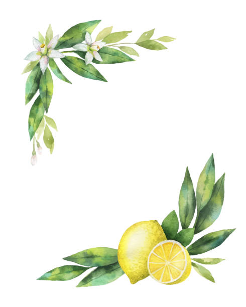 aquarell vektor hand gezeichnete kranz mit zitrone und blätter. - agriculture branch cut flowers citrus fruit stock-grafiken, -clipart, -cartoons und -symbole