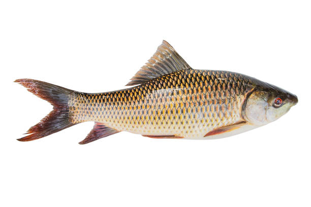 istock Probarbus jullieni (Cyprinidae)  freshness Fish isolated white background 961222820