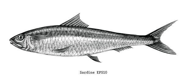 Sardine fish hand drawing vintage engraving illustration Sardine fish hand drawing vintage engraving illustration sardine stock illustrations