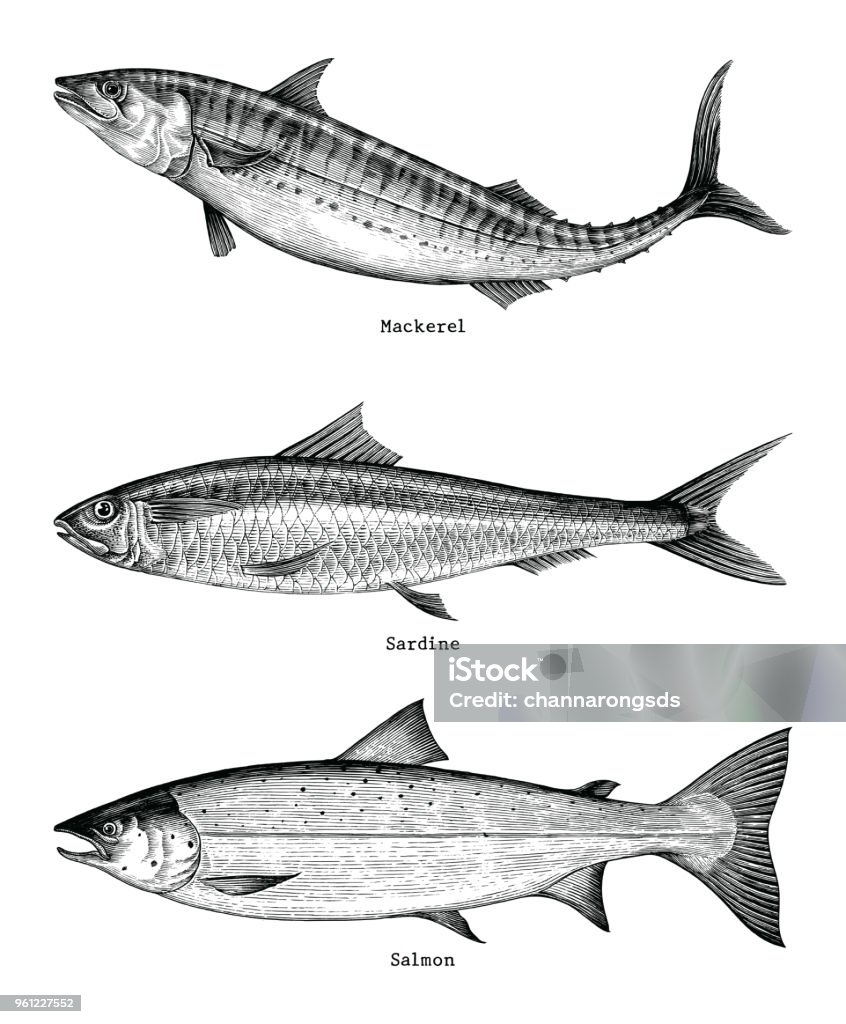 Makrele, Sardine, Lachs Fischen Handzeichnung Vintage Gravur Abbildung - Lizenzfrei Fisch Vektorgrafik