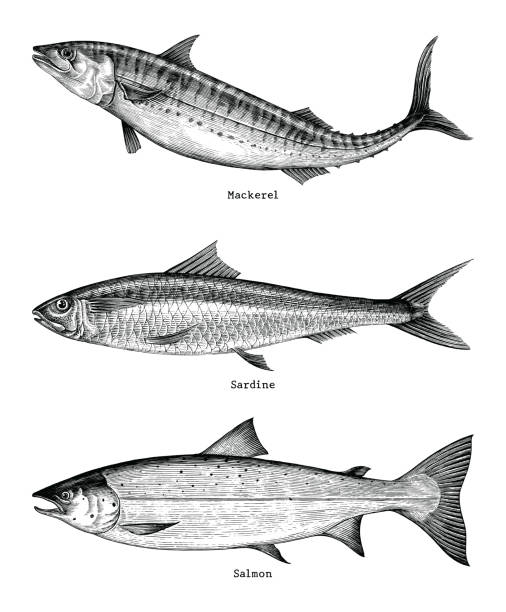 ilustrações, clipart, desenhos animados e ícones de cavala, sardinha, mão de peixes salmão desenho ilustração gravura vindima - etching