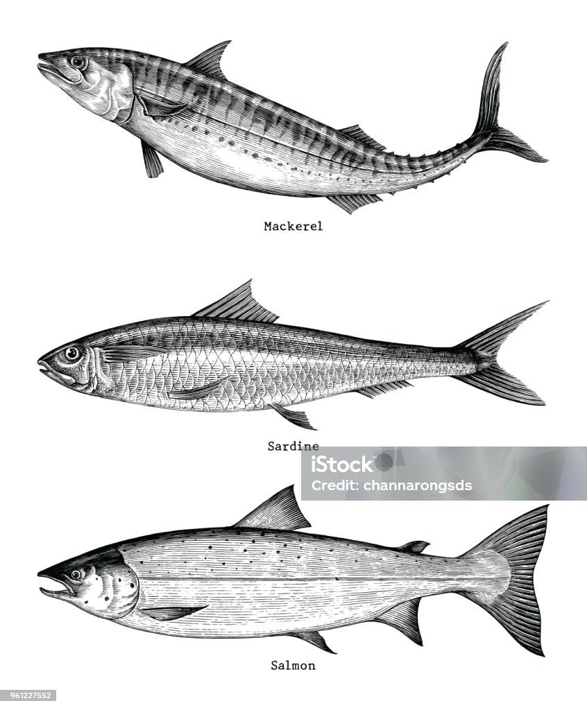 Mackerel,Sardine,Salmon fishes hand drawing vintage engraving illustration Fish stock vector