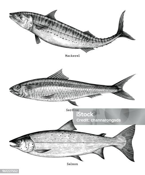 Mackerelsardinesalmon Fishes Hand Drawing Vintage Engraving Illustration Stock Illustration - Download Image Now