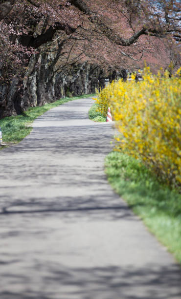 istock Pathway and Cherry Blossom at Shiroishi river 961233168