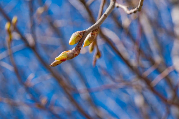 istock Salix willow branch with buds in early spring against sky close-up, 961239012