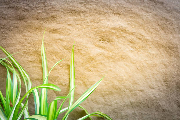 istock Branch tree with cement wall, Background for vintage resort hotel 961243300