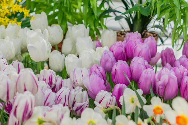 istock closeup of white and purple tulips field 961246848