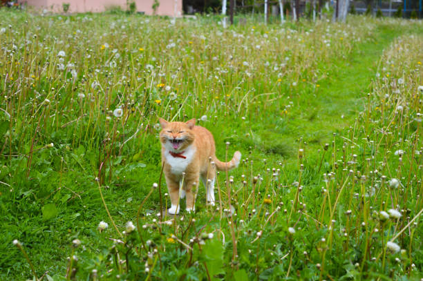 Yowling orange cat among dandelions