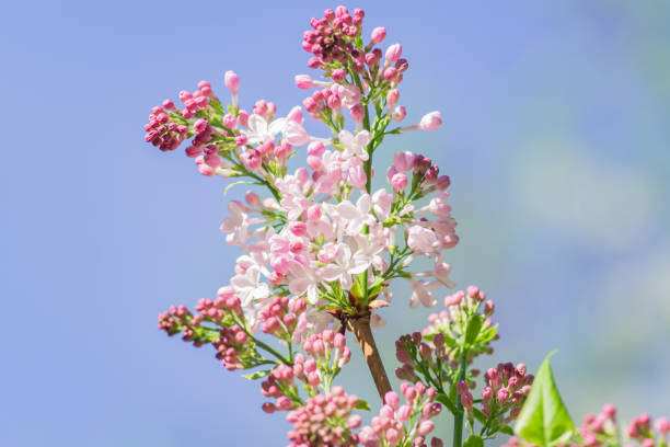 istock pink lilac branch in bloom on blue sky background 961247408
