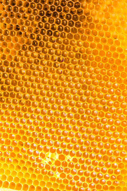 istock bee honey in honeycomb closeup 961248006