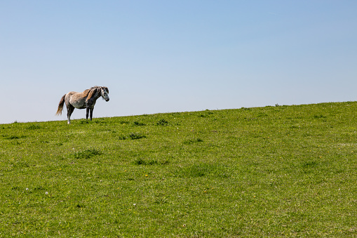 A horse standing on a hill in the South Downs in Sussex