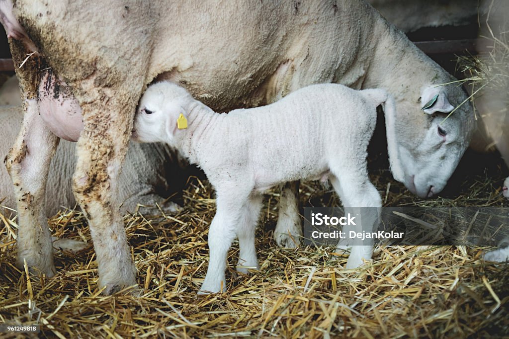 Farm Animals Sheep and Lamb Farm  animals. Close-up of mother and nursing baby sheep. Milk Stock Photo