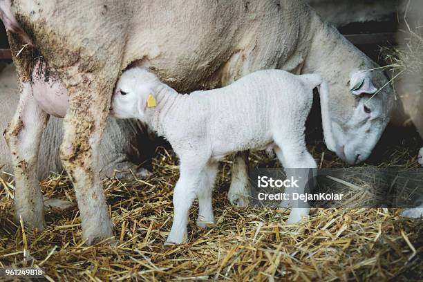 Farm Animals Sheep And Lamb Stock Photo - Download Image Now - Milk, Sheep, Agriculture