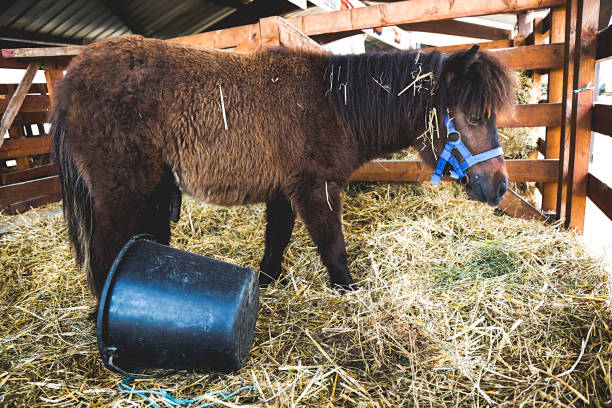 Farm  animals. Brown pony in stable.