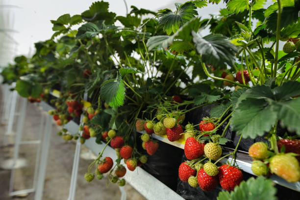 istock Growing strawberries in a greenhouse. Harvesting. 961251208