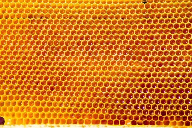 unfinished honey making in honeycombs unfinished honey making in honeycombs hexagon photos stock pictures, royalty-free photos & images