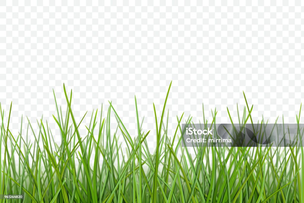 Vector Grass Pattern For Design Stock Illustration - Download Image Now ...